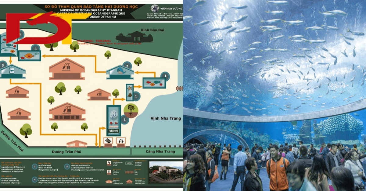 Sơ Đồ Tham Quan Viện Hải Dương Học Nha Trang